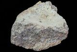 Hadrosaur (Maiasaura) Bone Fragment - Montana #71319-1